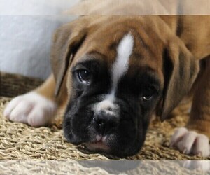 Boxer Puppy for sale in SHIPSHEWANA, IN, USA