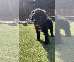 Poodle (Standard) Puppy for sale in EXETER, CA, USA