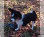 Small Photo #10 Papillon Puppy For Sale in OLA, AR, USA