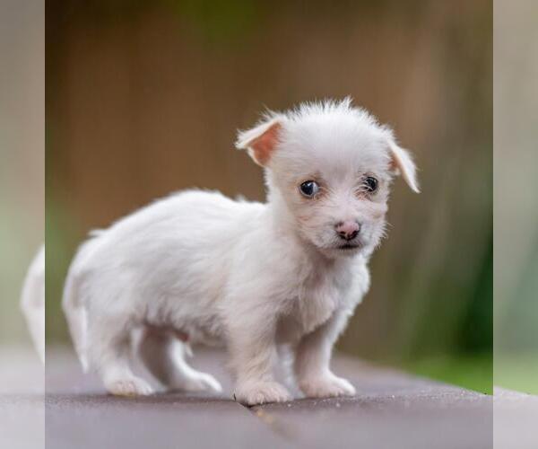 Medium Photo #2 Poodle (Miniature)-Unknown Mix Puppy For Sale in San Diego, CA, USA