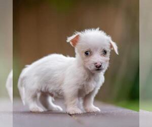 Noodle Pup - Tortellini - Male Poodle (Miniature)-Unknown Mix Dog for Adoption - Photo #2