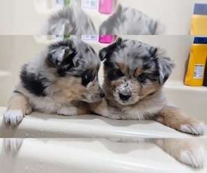 Australian Shepherd-Pomsky Mix Puppy for Sale in COLORA, Maryland USA