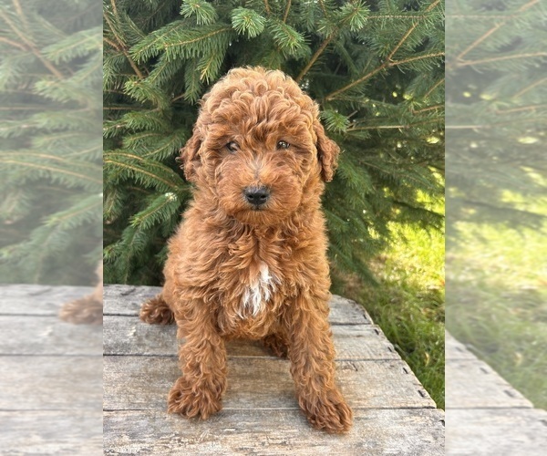 Medium Photo #6 Goldendoodle (Miniature) Puppy For Sale in MIDDLEBURY, IN, USA