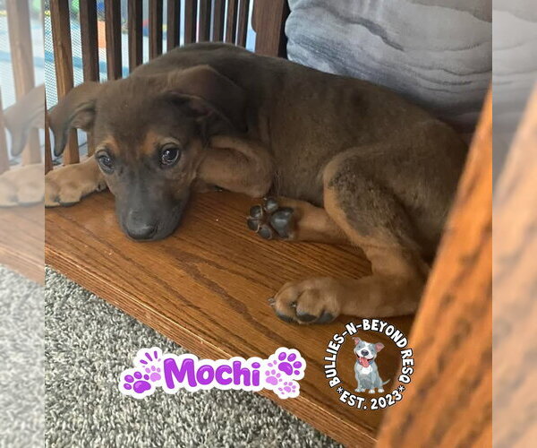Medium Photo #2 Mutt Puppy For Sale in Omaha, NE, USA