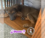 Small #1 Mutt