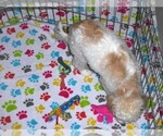 Small #15 Cavapoo-Poodle (Miniature) Mix