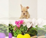Small #1 French Bulldog