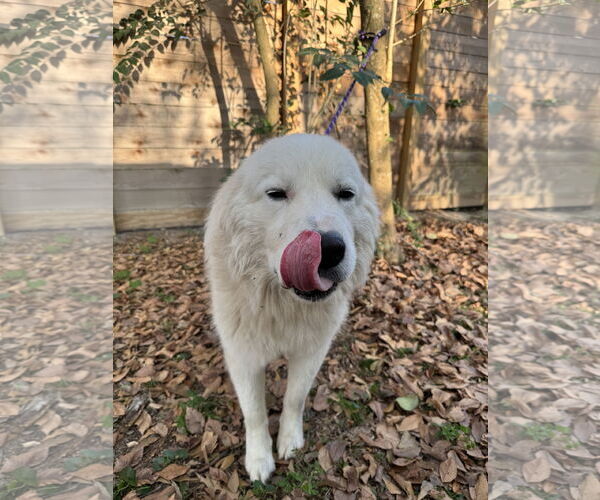 Medium Photo #11 Great Pyrenees Puppy For Sale in Spring, TX, USA