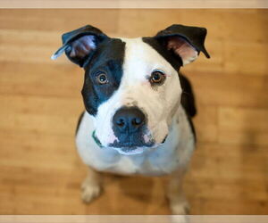 American Pit Bull Terrier-Unknown Mix Dogs for adoption in Raleigh, NC, USA