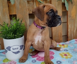 Medium Boxer