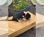 Small Photo #5 Bernedoodle-Bluetick Coonhound Mix Puppy For Sale in RINGTOWN, PA, USA