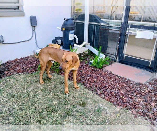 Medium Photo #1 Rhodesian Ridgeback Puppy For Sale in DAYTONA BEACH, FL, USA