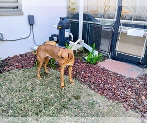 Father of the Rhodesian Ridgeback puppies born on 09/17/2025