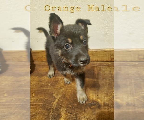 Medium Photo #6 German Shepherd Dog Puppy For Sale in FAIR GROVE, MO, USA