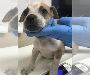Mutt Dogs for adoption in Conroe, TX, USA