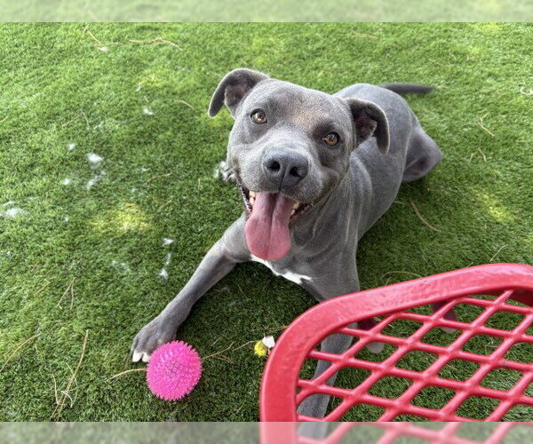 Medium Photo #2 Mutt Puppy For Sale in San Bernardino, CA, USA