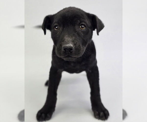 Medium Photo #5 American Staffordshire Terrier-Labrador Retriever Mix Puppy For Sale in Lakewood, CO, USA