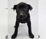 Small #4 American Staffordshire Terrier-Labrador Retriever Mix