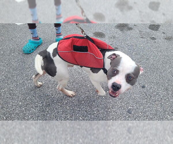 Medium Photo #1 Mutt Puppy For Sale in St. Cloud, FL, USA