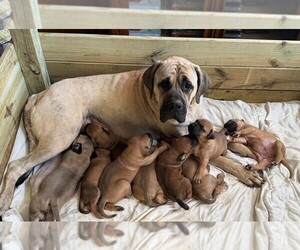Muscle Mastiff Puppy for sale in GREER, SC, USA