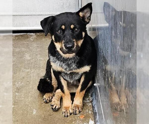 Medium Photo #2 Mutt Puppy For Sale in Camarillo, CA, USA