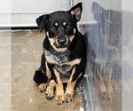 Small #1 Mutt