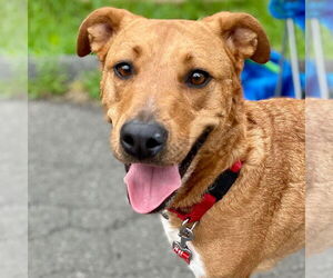 Labrador Retriever-Unknown Mix Dogs for adoption in Canton, CT, USA