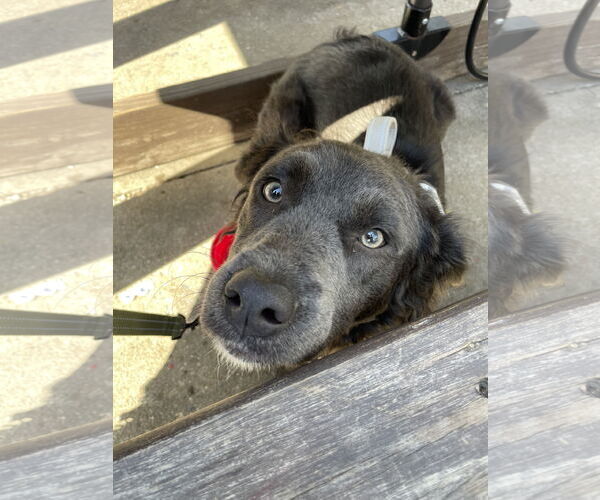 Medium Photo #4 Mutt Puppy For Sale in Mount Pleasant, SC, USA
