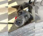 Small #3 Mutt