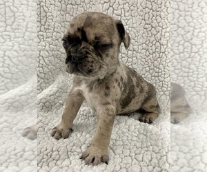 French Bulldog Puppy for sale in CHARLESTON, SC, USA