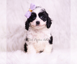 Small #1 Cavapoo (Miniature)