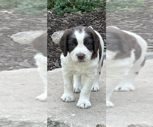 English Springer Spaniel Puppy for sale in ASHBY, MN, USA