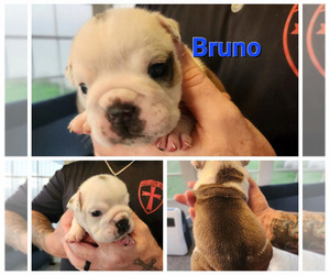 Bulldog Puppy for sale in MILLSBORO, DE, USA