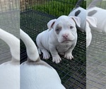 Small #11 American Bully