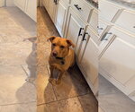 Small #3 Beagle-Mountain Cur Mix