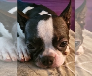 Mother of the Boston Terrier puppies born on 06/19/2025