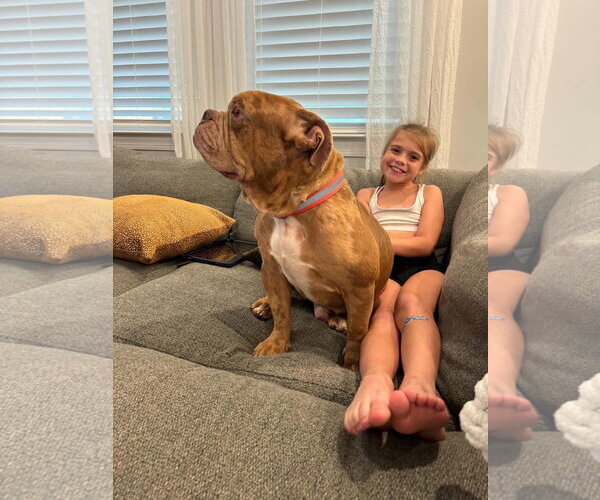 Medium Photo #6 Bulldog Puppy For Sale in Holly Springs, NC, USA