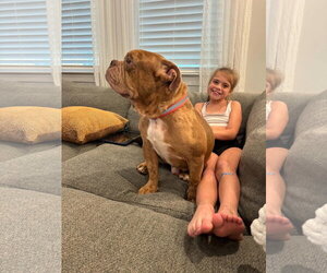 Bowser (previously known as GG) - Male Bulldog Dog for Adoption - Photo #6
