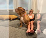 Small Photo #6 Bulldog Puppy For Sale in Holly Springs, NC, USA