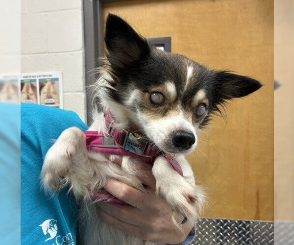 Medium Photo #1 Chihuahua Puppy For Sale in Naples, FL, USA