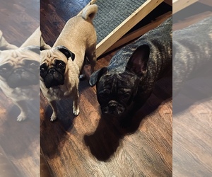 Father of the Frenchie Pug puppies born on 12/06/2020