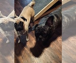 Small Photo #1 Frenchie Pug Puppy For Sale in KAPPA, IL, USA