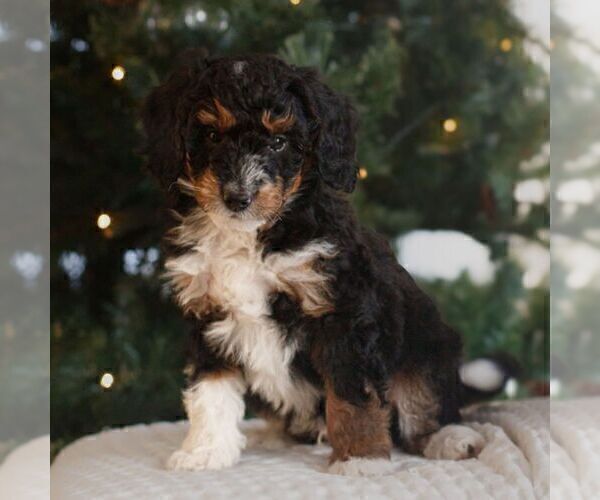 Medium Photo #2 Bernedoodle (Miniature) Puppy For Sale in NEW HOLLAND, PA, USA