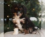 Small #1 Bernedoodle (Miniature)