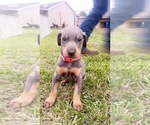 Small Photo #2 Doberman Pinscher Puppy For Sale in CORRIGAN, TX, USA