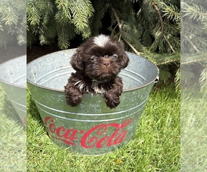 Shih Tzu Puppy for sale in MIDDLEBURY, IN, USA