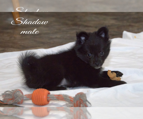 Medium Photo #11 Chiranian Puppy For Sale in CLARE, MI, USA