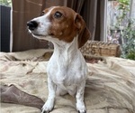 Small Photo #1 Dachshund Puppy For Sale in MADERA, CA, USA