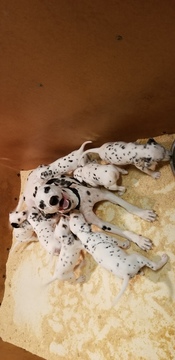 Medium Photo #10 Dalmatian Puppy For Sale in DUVALL, WA, USA