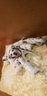 Small Photo #10 Dalmatian Puppy For Sale in DUVALL, WA, USA